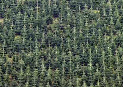 Plantación en Schmallenberg (Alemania) con árboles de navidad.