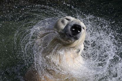 Con 27 años de edad, este ejemplar de oso polar se refresca en el zoológico de San Petesburgo (Rusia), el 24 de abril de 2014.