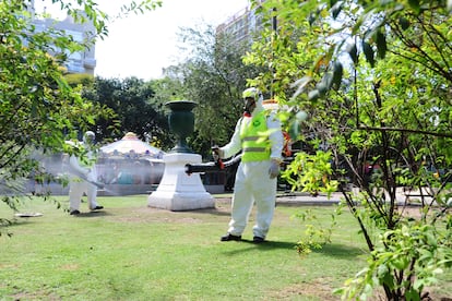 Personal sanitario fumiga una plaza de Buenos Aires para eliminar el mosquito que transmite el dengue.