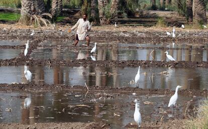 Un agricultor en Dahshur, al norte de Giza. La COP27 ha lanzado una iniciativa con el objetivo de limpiar el agua del río Nilo y aumentar la concienciación sobre el medio ambiente.