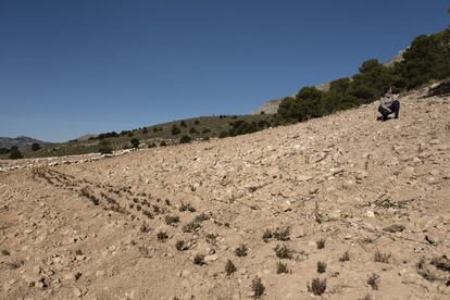 Brotes de plantas aromáticas en La Muela, en el entorno de Vélez-Blanco, que formarán parte de una plantación con la figura del indalo, que ocupará cuatro hectáreas.