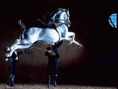 Un caballo de la Real Escuela Andaluza de Arte Ecuestre.