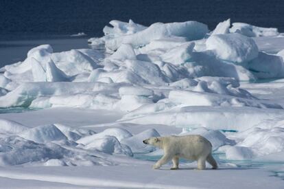 Un oso polar camina sobre una capa de hielo al norte de Svalbard (Noruega), el 20 de julio de 2015.