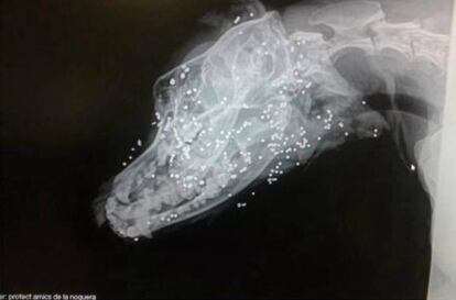 Radiografia del gos ferit.