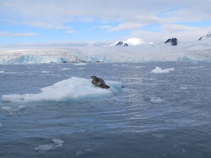 Una foca descansa sobre un témpano de hielo en la costa de Isla Livngston, en la Antártida. 