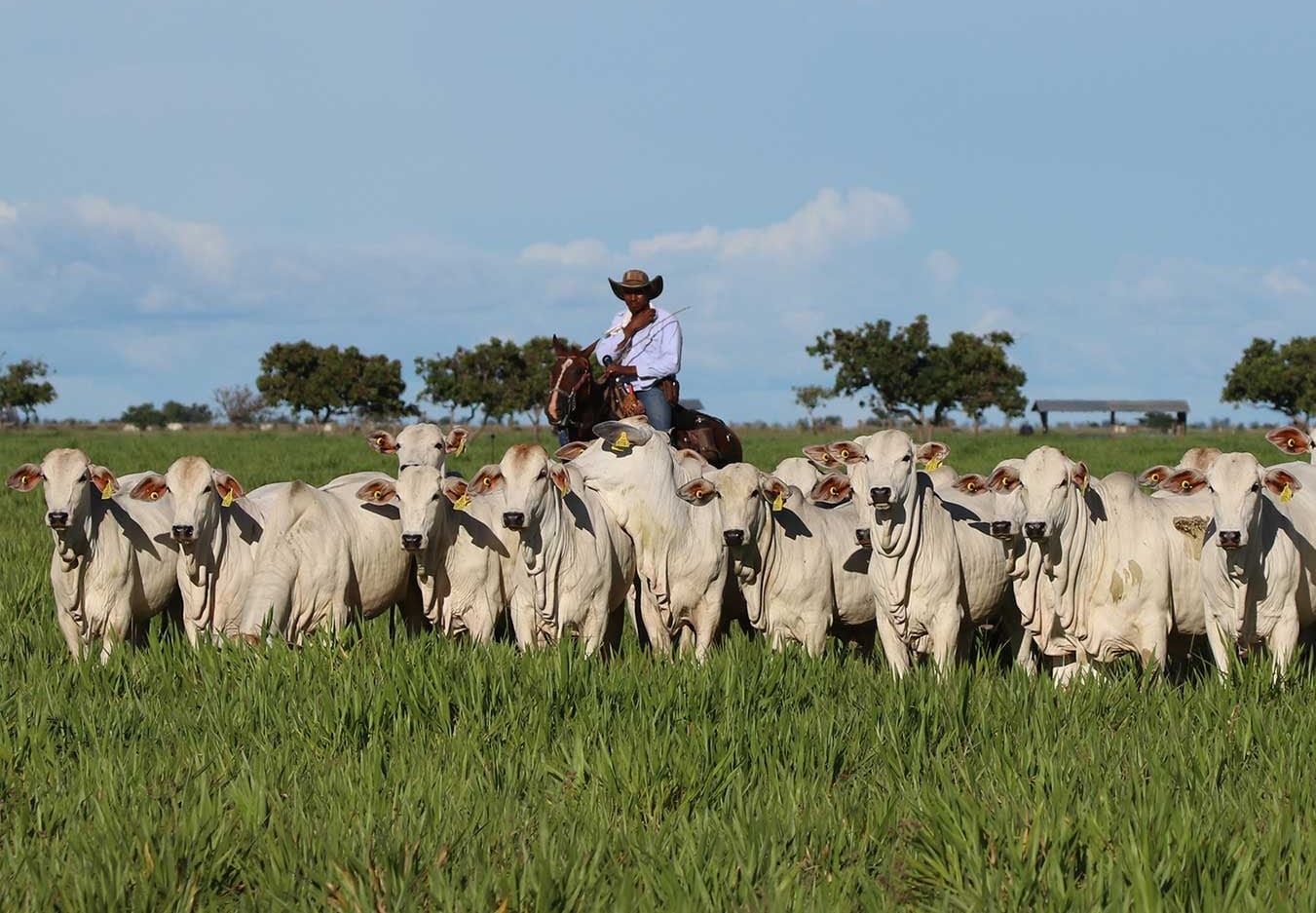 "Ganadería Sostenible: La Nueva Frontera del Campo Mexicano"