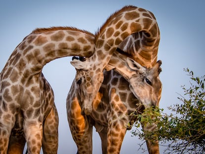 Dos jirafas (quizás enamoradas) en Botswana, en 2021.