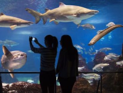 Una imagen del acuario de Barcelona que gestiona Astro Parks.