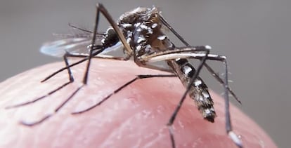 El mosquito Aedes aegypti, que transmite el zika
