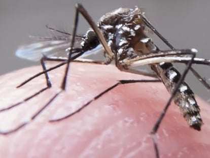 El mosquito Aedes aegypti, que transmite el zika.