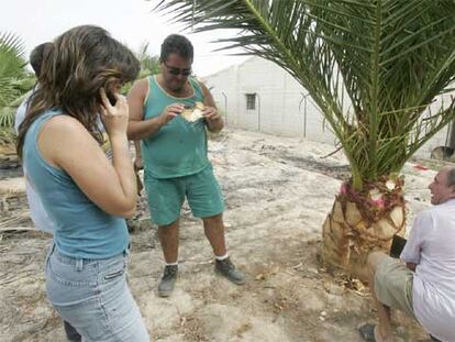 Un viverista se resiste a arrancar una palmera con picudo