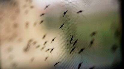 El mosquito 'Anopheles gambiae', un vector del parásito de la malaria, en una red en un centro de estudios en Nairobi, Kenia.