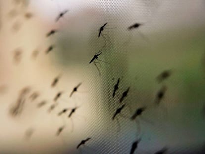 El mosquito 'Anopheles gambiae', un vector del parásito de la malaria, en una red en un centro de estudios en Nairobi, Kenia.