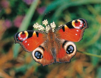 Ejemplar de mariposa Pavo Real, incluida en el libro 'Mariposas diurnas de la Comunidad de Madrid', de los entomólogos Juan Carlos Vicente y Antonio García.