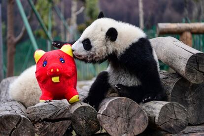 Un cachorro de panda juega con un cerdo de peluche en la Reserva Natural Nacional de Wolong en Wenchuan, provincia de Sichuan, suroeste de China, el 31 de enero de 2019.