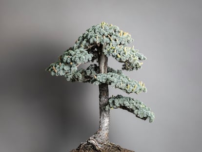 Un cedro del Atlas de la colección del RJB con su característico tonos azulados y sus conos masculinos.