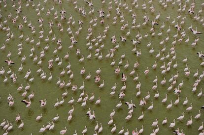 Flamencos en el lago Amboseli (Kenia).