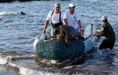 Una de las 39 tortugas gigantes que han sido trasladas a la isla de Pinta.