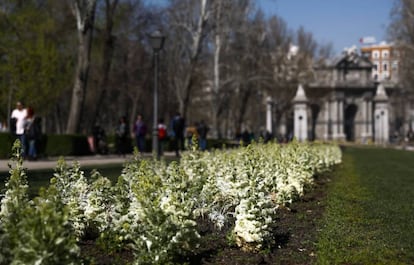 Plantas en floración en el parque del Retiro de Madrid, este sábado.