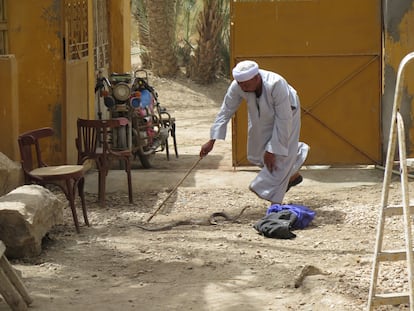 El capturador de serpientes (H'awi) trata de atrapar a una cobra en la casa de la misión de la fundación arqueológica Clos-Museu Egipci en Sharuna (Egipto).