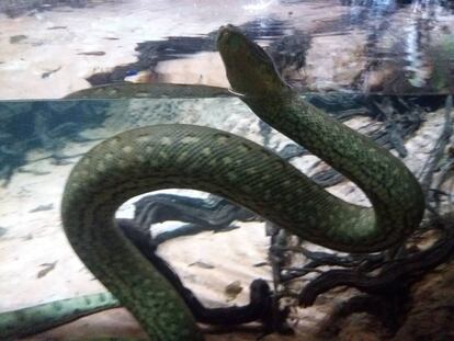 Una anaconda al bosc inundat de Cosmocaixa a Barcelona.