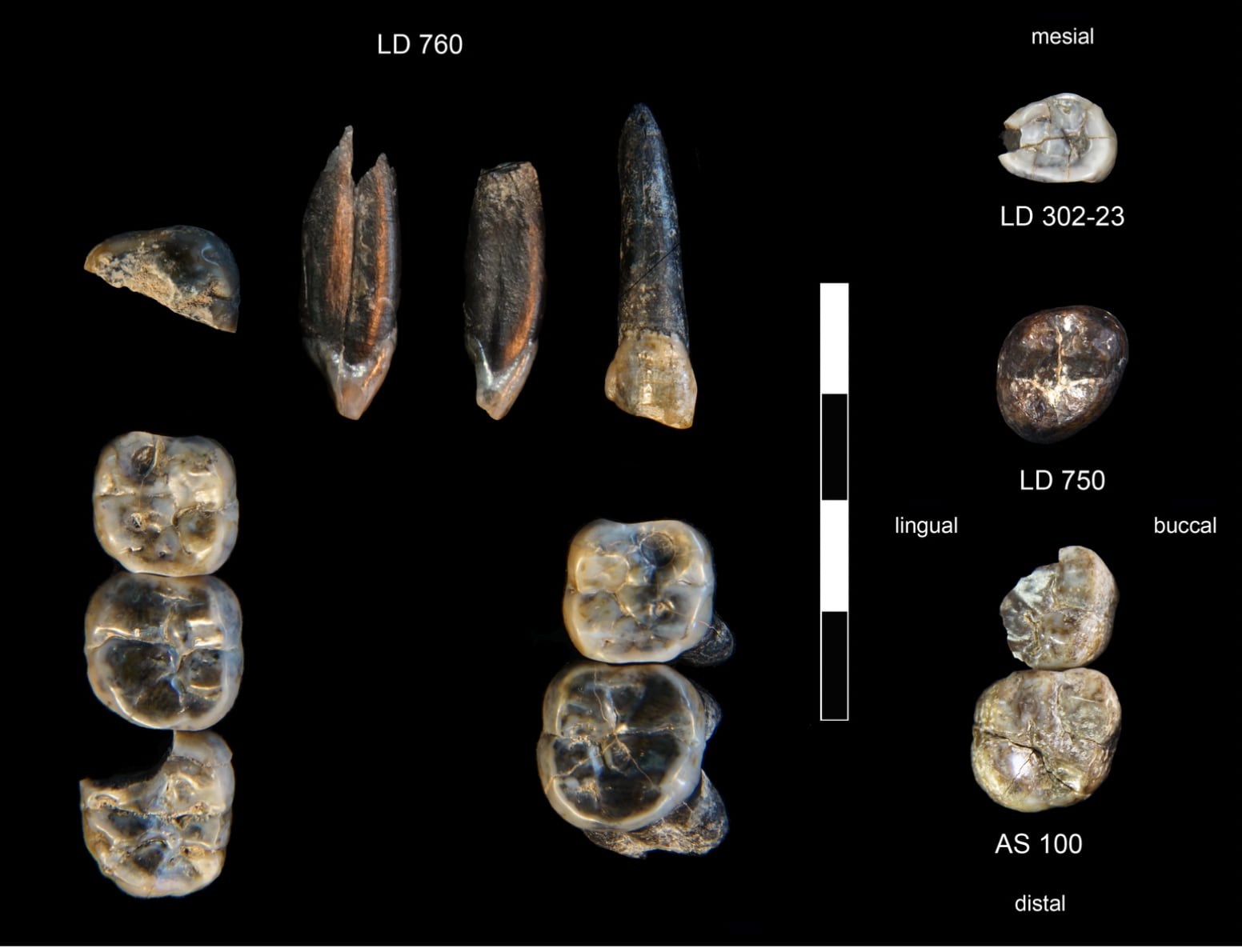 Los 13 dientes fósiles hallados en Ledi-Geraru (Etiopía): 10 de australopitecos (LD 750 y LD 760) y otros tres atribuidos a humanos.