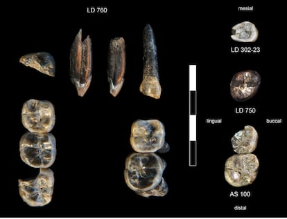 Los 13 dientes fósiles hallados en Ledi-Geraru (Etiopía): 10 de australopitecos (LD 750 y LD 760) y otros tres atribuidos a humanos.