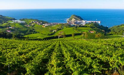 Viñedos en los alrededores del pueblo de Getaria (Gipuzkoa), al fondo.