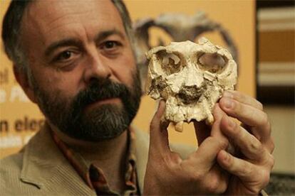 Salvador Moyà-Sola sostiene el cráneo de Pau, el único ejemplar de la nueva especie Pierolapithecus Catalaunicus.