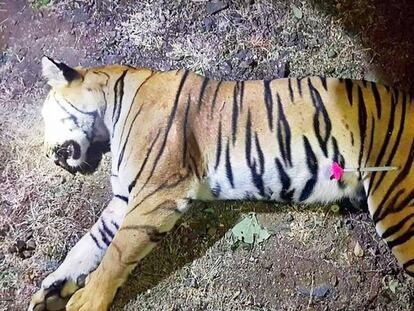 El cadáver de la tigresa, conocida por los cazadores como T1, tras ser alcanzada en los bosques cerca de Yavatmal.