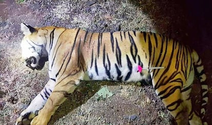 El cadáver de la tigresa, conocida por los cazadores como T1, tras ser alcanzada en los bosques cerca de Yavatmal.