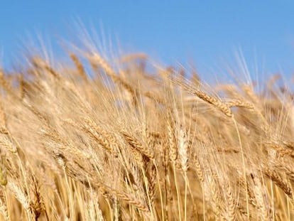 Campo de trigo.