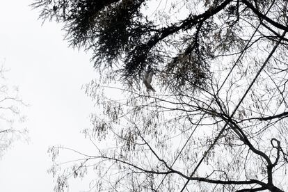 Una paloma vuela entre la copa de un árbol.