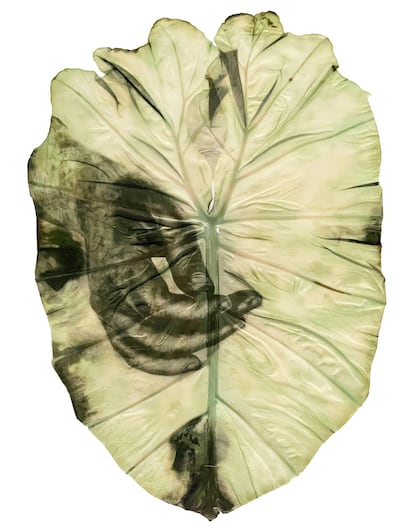 ‘Taro’ (2025), obra de Almudena Romero.