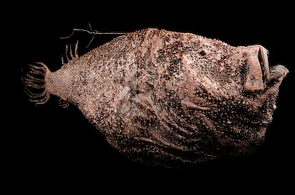 A 'Ceratias holboelli' found in the Atlantic Ocean, near Iceland, at a depth of 400 meters.