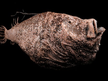 Espécimen de 'Ceratias holboelli' del Océano Atlántico, cerca de Islandia, hallado a una profundidad de 400 metros.