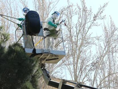 Dos trabajadores municipales retiran bolsones de orugas de un pino en Madrid. 