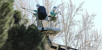 Dos trabajadores municipales retiran bolsones de orugas de un pino en Madrid.