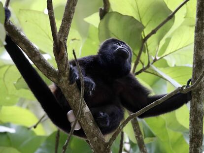 Fotografía de un mono aullador, el 19 de agosto de 2022, en el parque Carara, ubicado en el pacífico central de Costa Rica.