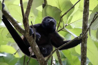 Mono aullador en el parque Carara, Costa Rica