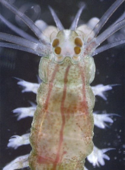 Larva de un gusano marino con ojos de dos células cada uno.