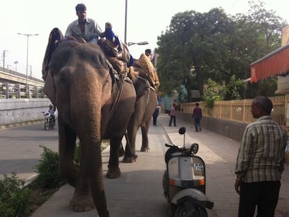 Delhi quiere trasladar a sus elefantes