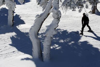 Un esquiador juega con las sombras de los pinos en el Escaparate.