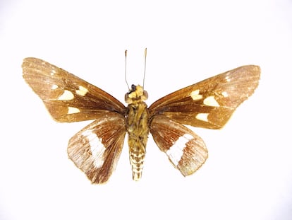 La nueva especie de mariposa saltadora (Aguna sp.)  probablemente sea endémica de San Martín, Perú. De las 218 especies de mariposas registradas en la expedición RAP, 10 son nuevas para la ciencia, y otras 24 son potencialmente nuevas a la espera de estudios más profundos.