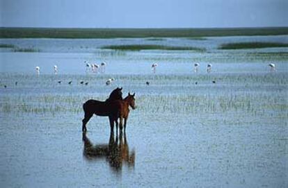 Dos caballos en la marisma encharcada del Coto del Grullo, rodeados por flamencos, avocetas, cigüeñuelas y otras aves que invernan en el parque de Doñana.