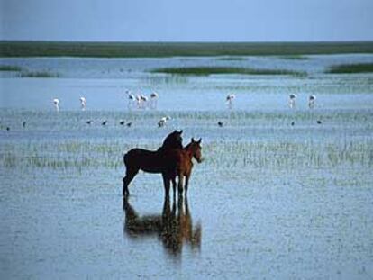 Dos caballos en la marisma encharcada del Coto del Grullo, rodeados por flamencos, avocetas, cigüeñuelas y otras aves que invernan en el parque de Doñana.