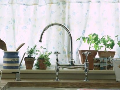 La hierba que sus amigos querrán que cultive en la cocina