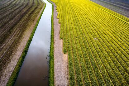 Desde mediados de marzo hasta finales de mayo los tulipanes transforman gran parte de Holanda en un bello mosaico de color. En la imagen, campo de tulipanes fotografiados con drone en la ciudad holandesa de Lisse.