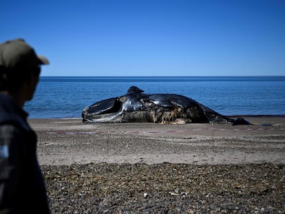 Un guardabosques mira a una ballena franca austral muerta que yacía en la orilla de una playa cerca de Puerto Madryn, provincia de Chubut (Argentina), el 5 de octubre de 2022.