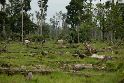 Zonas deforestadas para la ganadería en las orillas del río San Juan.